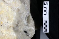 Foto (Detailansicht) von Decapoda indet. (NHMW-GEO-1990-0041-0217)